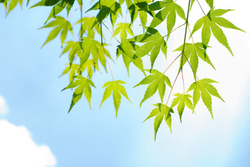 カエデの葉と空