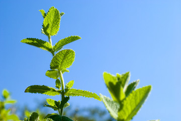 アップルミントの葉と青空 © varts