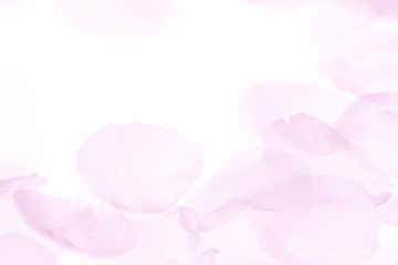 サクラの花びら