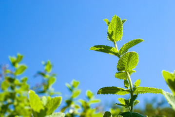 アップルミントの葉と青空 © varts