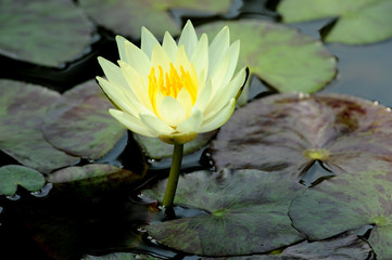 ninfea fiori 436