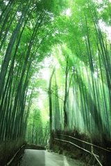Zelfklevend Fotobehang Bamboo Bos © sakura