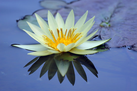 ninfea fiori 447