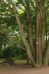 Fototapeta na wymiar Tree swing in the woods