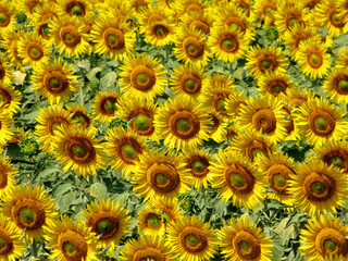 Fototapeta premium girasoli
