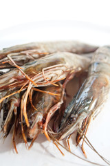 Fresh and big raw tiger prawn still with shell on