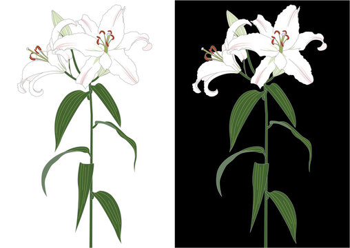 ユリの花