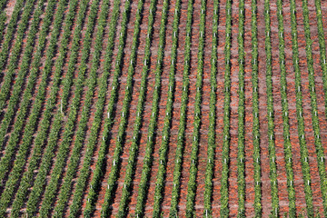 Weinberge in Saarburg