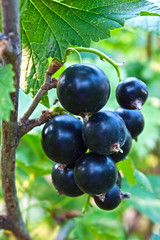 Berries of a black currant