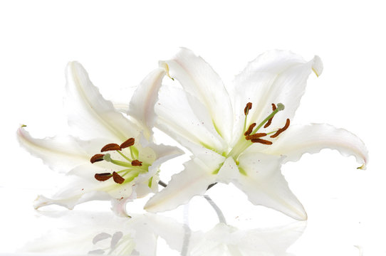 Madonna lily on a white background