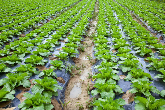 Chinese mustard field