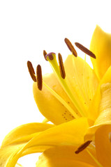 Lilium Leichte Gelbe Lilie vor Weiss Isoliert © Gerhard Seybert