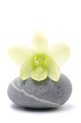 Fototapeta na wymiar Nature stones with white orchid