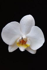Fototapeta na wymiar orchid flowers against a dark background