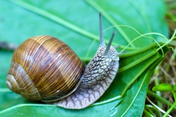 snail