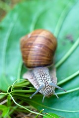 snail