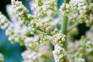 wild plant