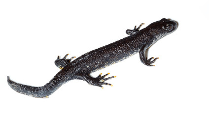 Fototapeta premium Triturus cristatus, Great Crested Newt