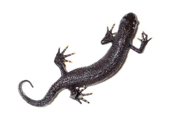 Triturus cristatus, Great Crested Newt