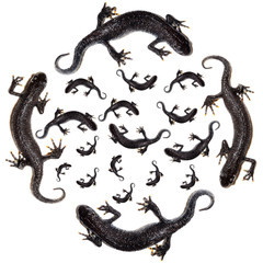 Triturus cristatus, Great Crested Newt