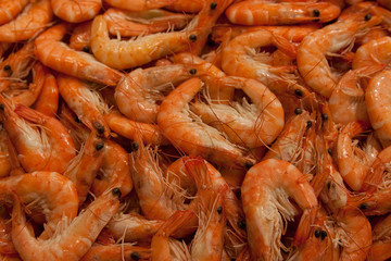frische Schrimps