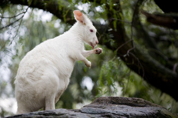 albino kangeroo
