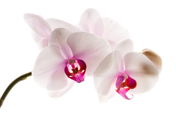 Fototapeta na wymiar White orchid on white