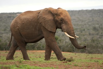 Obraz premium African Elephant