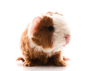 newborn guinea pig
