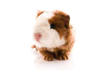 newborn guinea pig