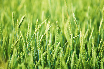 Wheat background