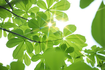 Fototapeta na wymiar Sunlight przez zieleni z kasztanowca