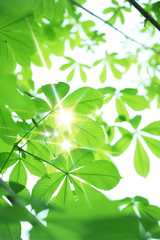 Fototapeta na wymiar Sunlight przez świeżej zieleni z kasztanowca