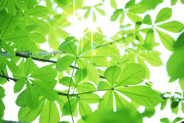 Fototapeta na wymiar Sunlight przez zieleni z kasztanowca