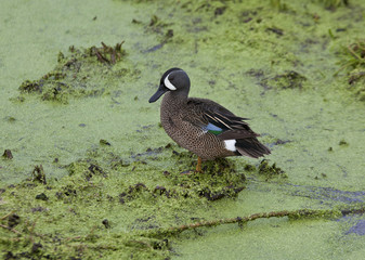 Blue-winged teal duck
