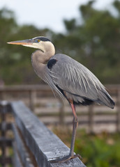 Great Blue Heron (ardea herodias) perched on a railing