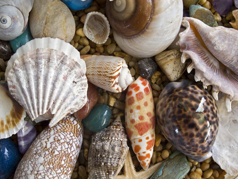 shells on beach