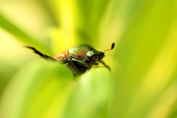 Japanese Beetle -  Popillia japonica