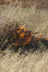 grassland fire