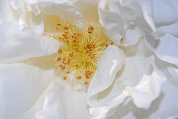 Obraz na płótnie Canvas White rose