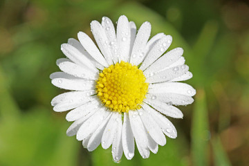 Obraz premium Gänseblümchen