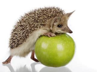 hedgehog and apple © Chepko Danil