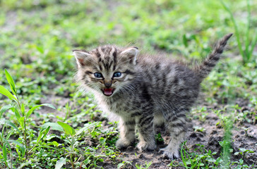 Little gray kitten hissing in anger