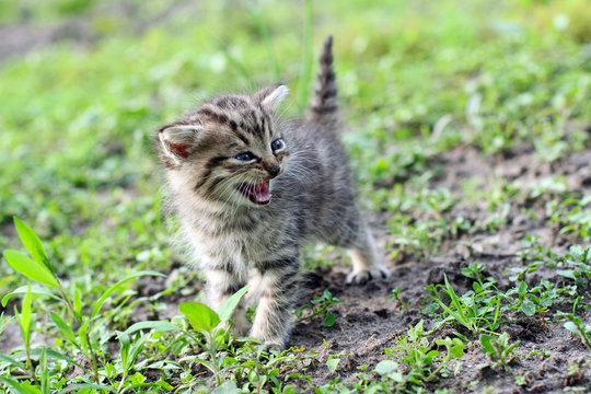 Little Gray Kitten Hissing In Anger