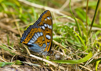 butterfly (Melitaea) in grass