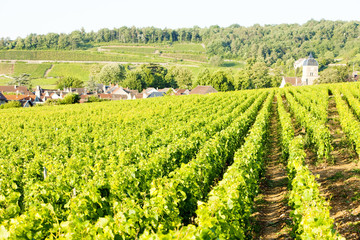 Fototapeta na wymiar winnic w pobliżu Gevrey-Chambertin, Cote de Nuits, Burgundy, Franc
