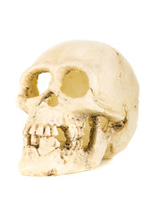 Obraz premium plastic skull isolated on the white background