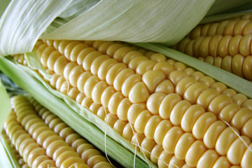 corn cob between green leaves
