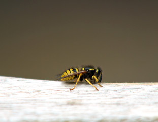 Wasp