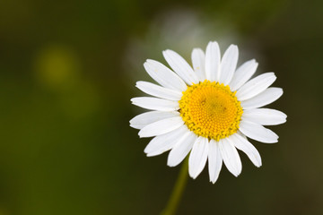 Junge Margeriten im Sommer,Nahaufnahme